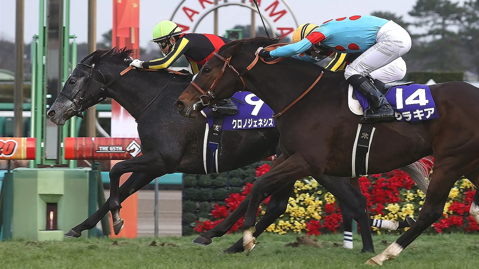 Chrono Genesis seen here winning the G1 Arima Kinen in December 2020, is a star attraction in the 2021 G1 Longines Dubai Sheema Classic. (credit: JRA)