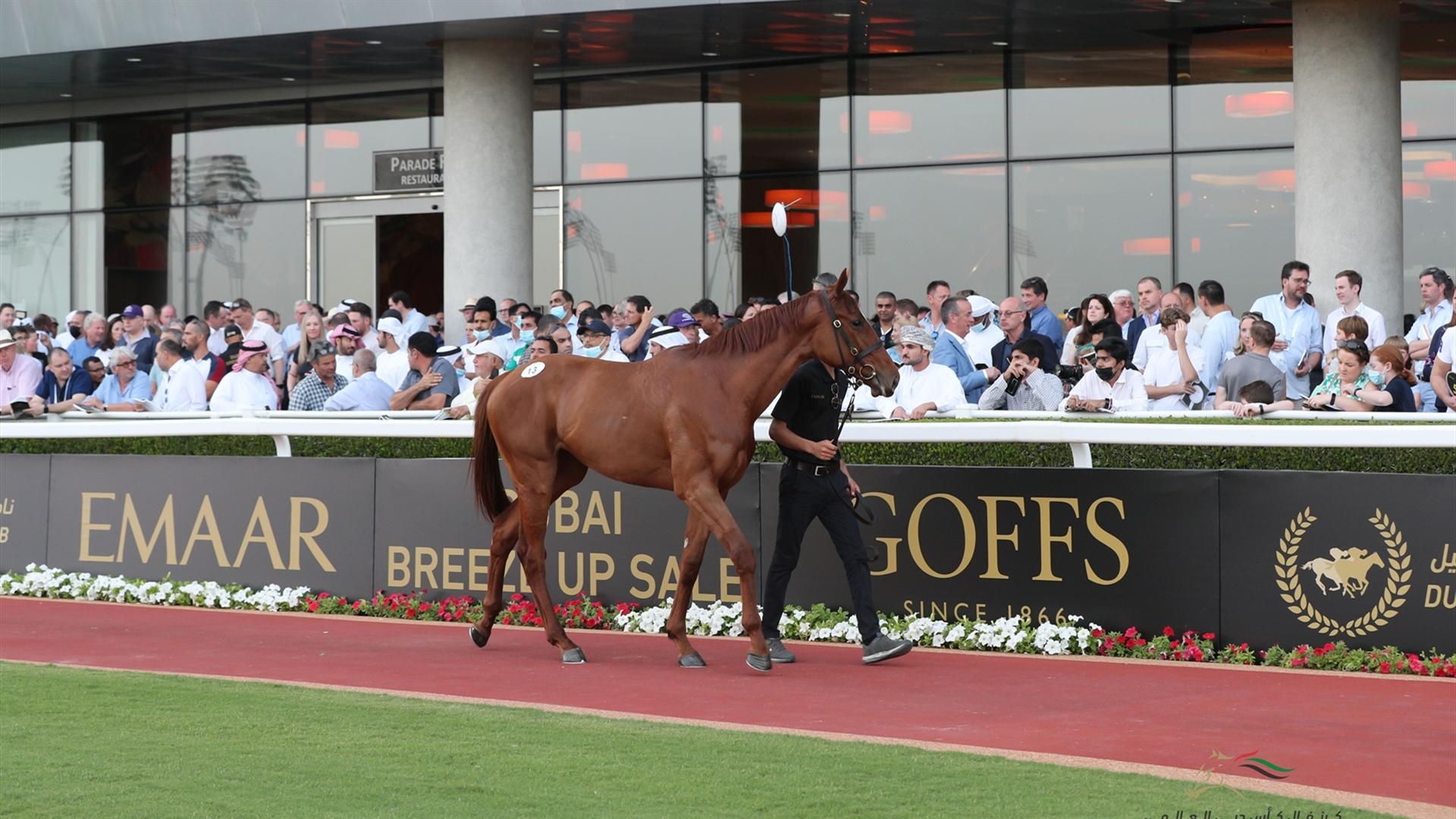 DUBAI BREEZE UP SALE, MARCH 23, 2022