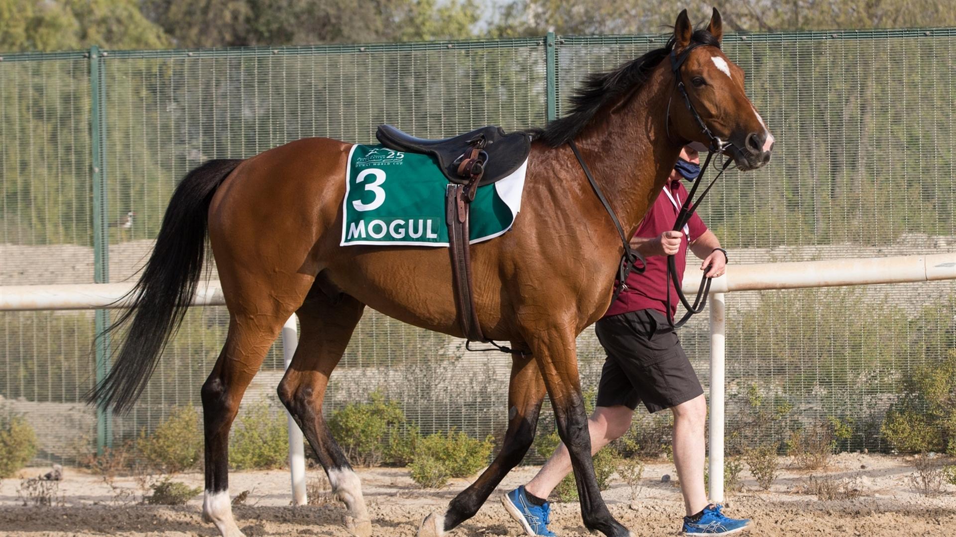 Mogul (GB) (Aidan O'Brien) LONGINES DUBAI SHEEMA CLASSIC (Credit DRC & Erika Rasmussen) 250321