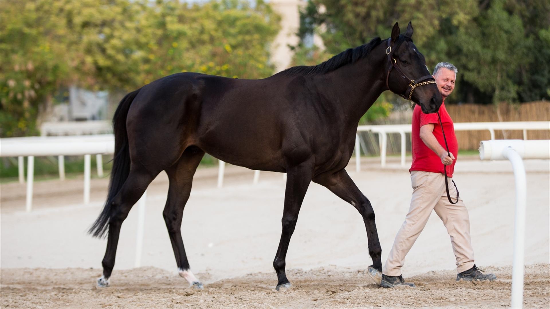 Canvassed (IRE) (Doug Watson) Dubai Golden Shaheen (Credit Dubai Racing Club & Erika Rasmussen)