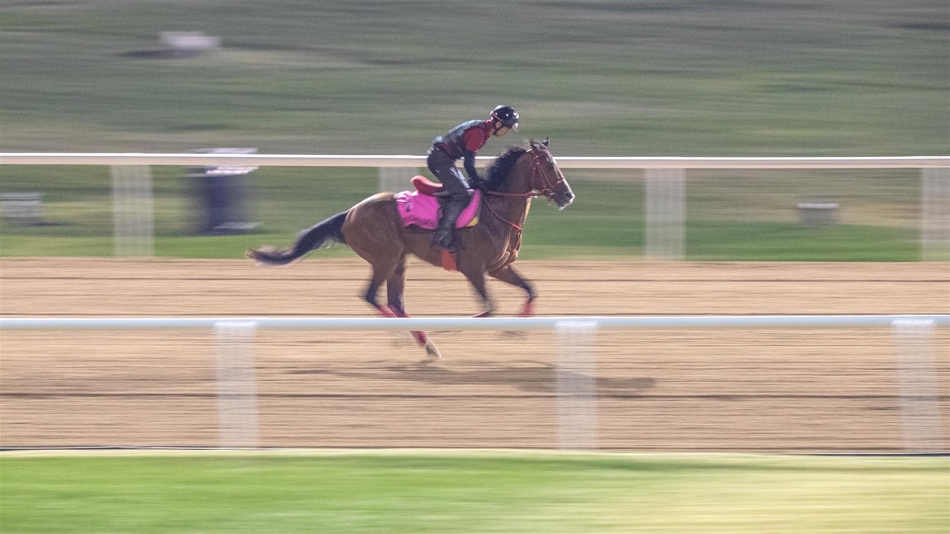 Pink Kamehameha (JPN) (Hideyuki Mori) UAE DERBY (Credit DRC & Neville Hopwood) 260321
