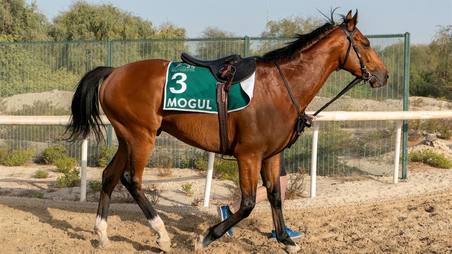 Mogul (GB) (Aidan O'Brien) LONGINES DUBAI SHEEMA CLASSIC (Credit Dubai Racing Club & Mathea Kelley) 250321