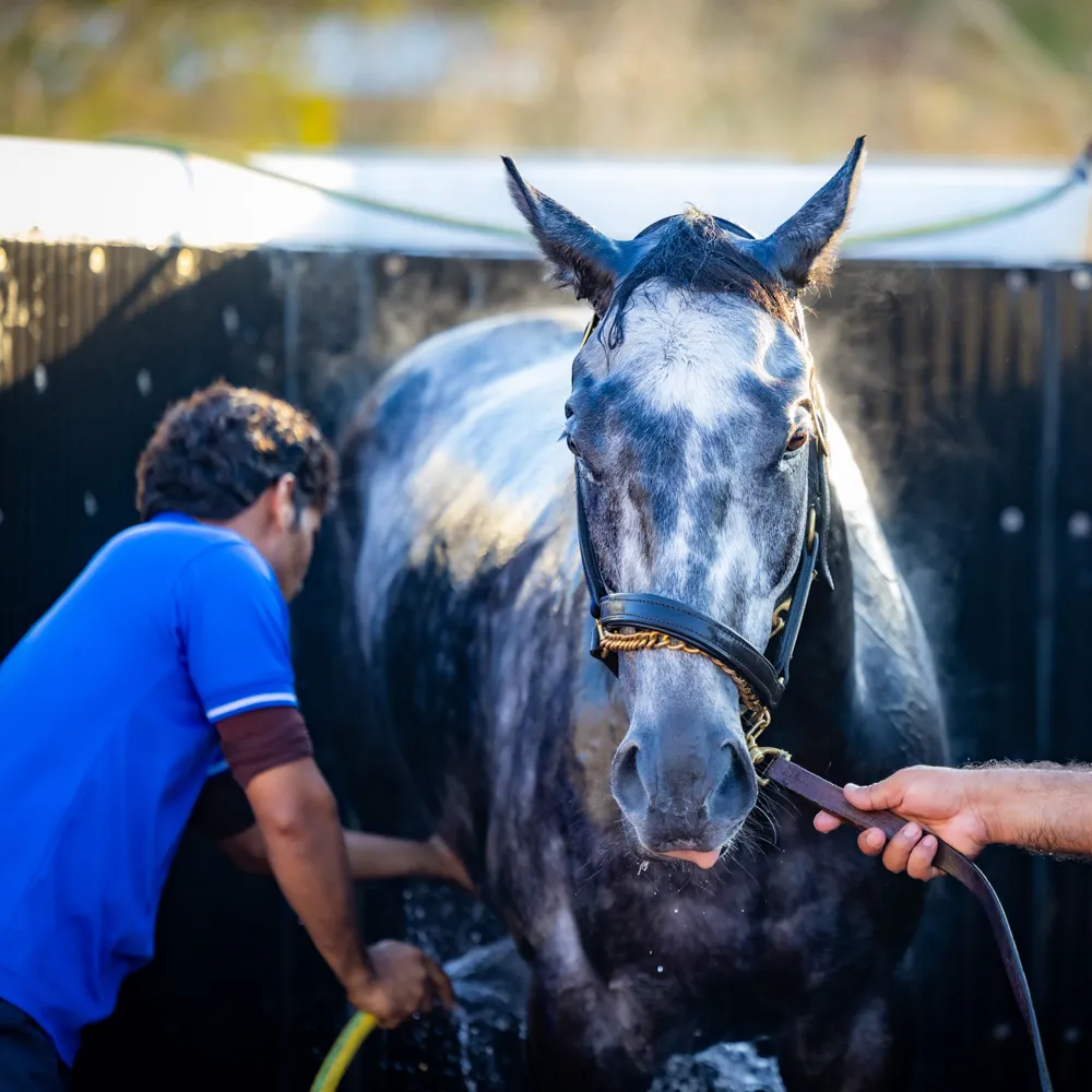 Groom washing thoroughbred racehorse