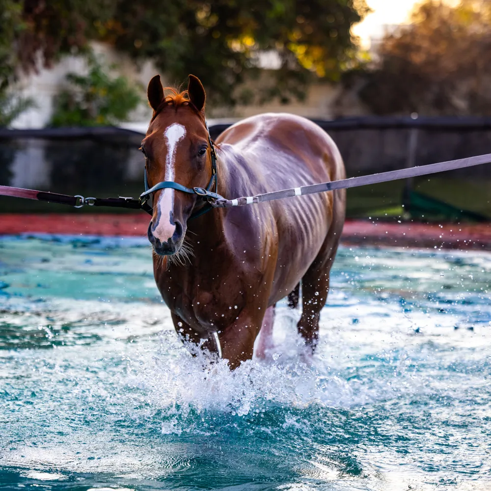 Horse enjoying aqua therapy pool