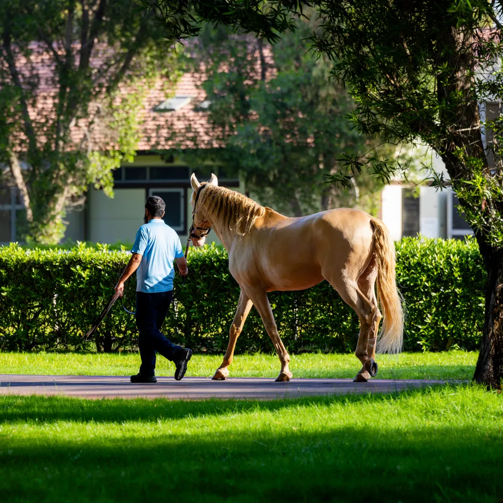 Handler walking horse on grounds