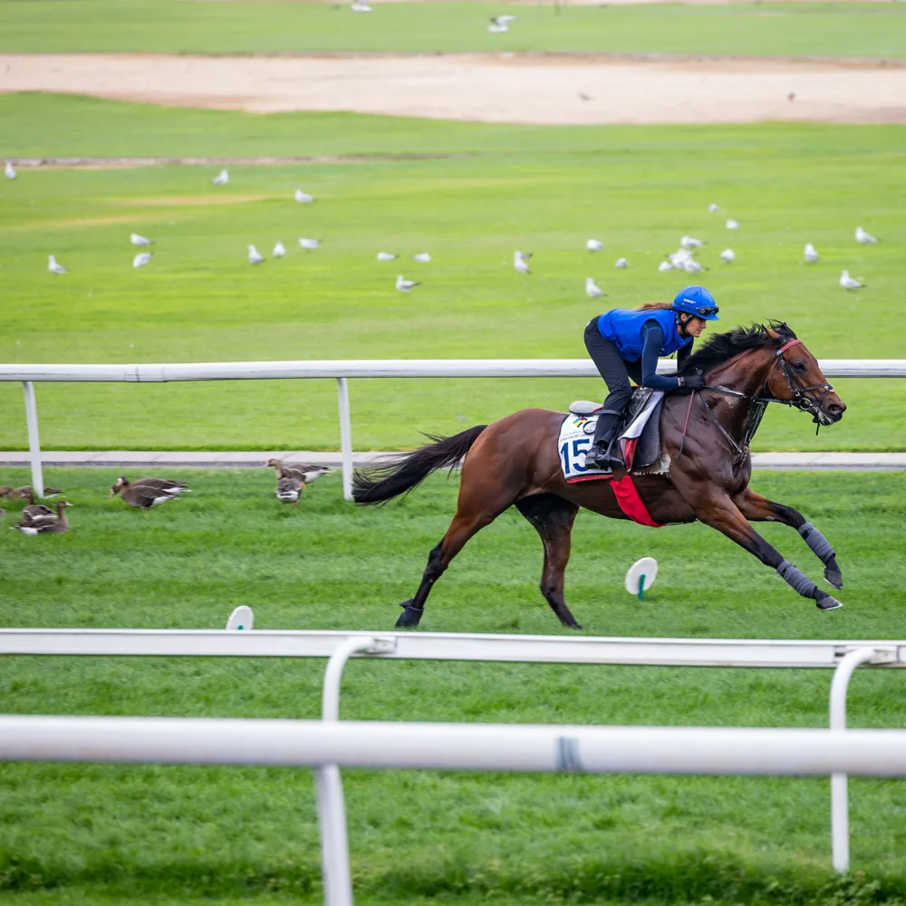 Racehorse training on turf course