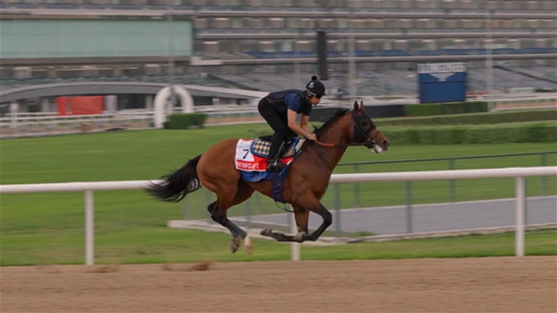 Dubai World Cup 2024 Track Work video , March 25, 2024 Dubai Racing Club